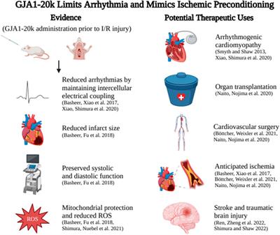 Internal translation of Gja1 (Connexin43) to produce GJA1-20k: Implications for arrhythmia and ischemic-preconditioning